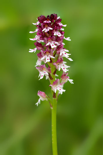 Orchidee da identificare